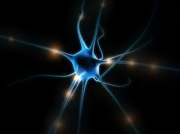 セサミンの効果　脳損傷（神経細胞）の保護